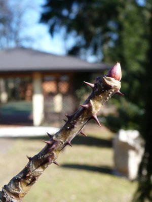 Kalopanax pictus - dlanitec pestrý - pupen